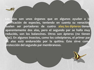 Las alas son unos órganos que en algunos ayudan a la
clasificación de especies, teniendo en cuenta su venación.
Suelen ser portadores de cuatro alas; los dípteros tienen
aparentemente dos alas, pero el segundo par se halla muy
reducido, son los balancines. Otros son ápteros (no tienen
alas). En algunos insectos, como los coleópteros, el primer par
de alas está endurecido por la quitina. Éste sirve como
protección del segundo par membranoso.
 