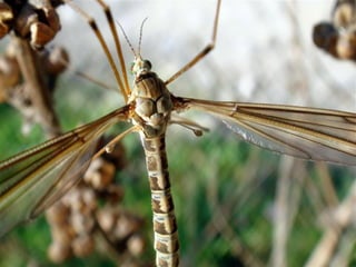 Características anatomcas insectos