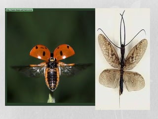 Características anatomcas insectos