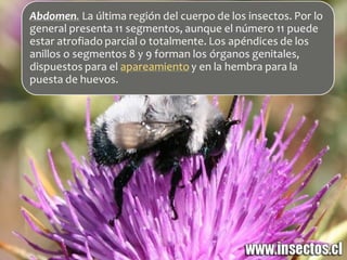 Características anatomcas insectos