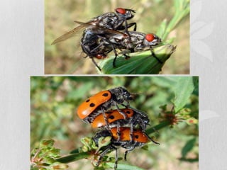 Características anatomcas insectos