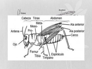 Características anatomcas insectos