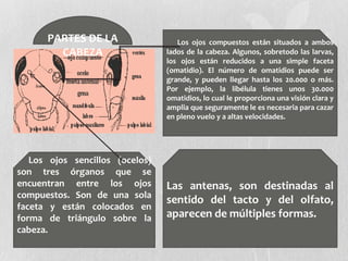 PARTES DE LA
CABEZA
      Los ojos compuestos están situados a ambos
lados de la cabeza. Algunos, sobretodo las larvas,
los ojos están reducidos a una simple faceta
(omatidio). El número de omatidios puede ser
grande, y pueden llegar hasta los 20.000 o más.
Por ejemplo, la libélula tienes unos 30.000
omatidios, lo cual le proporciona una visión clara y
amplia que seguramente le es necesaria para cazar
en pleno vuelo y a altas velocidades.
Los ojos sencillos (ocelos)
son tres órganos que se
encuentran entre los ojos
compuestos. Son de una sola
faceta y están colocados en
forma de triángulo sobre la
cabeza.
Las antenas, son destinadas al
sentido del tacto y del olfato,
aparecen de múltiples formas.
 