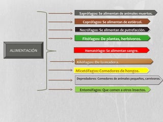 ALIMENTACIÓN
Saprófagos: Se alimentan de animales muertos.
Coprófagos: Se alimentan de estiércol.
Necrófagos: Se alimentan de putrefacción.Necrófagos: Se alimentan de putrefacción.
Fitófagos: De plantas, herbívoros.
Depredadores: Comedores de animales pequeños, carnívoros.Depredadores: Comedores de animales pequeños, carnívoros.
Entomófagos: Que comen a otros insectos.Entomófagos: Que comen a otros insectos.
Hematófago: Se alimentan sangre.
 
