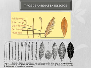 TIPOS DE ANTENAS EN INSECTOS
 