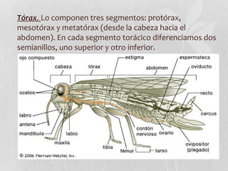 Tórax. Lo componen tres segmentos: protórax,
mesotórax y metatórax (desde la cabeza hacia el
abdomen). En cada segmento torácico diferenciamos dos
semianillos, uno superior y otro inferior.
 