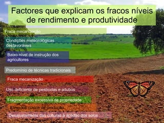 Factores que explicam os fracos níveis de rendimento e produtividade Fraca mecanização Condições meteorológicas desfavoráveis Baixo nível de instrução dos agricultores Predomínio de técnicas tradicionais Fraca mecanização Uso deficiente de pesticidas e adubos Fragmentação excessiva da propriedade Elevados custos de produção Desajustamento das culturas à aptidão dos solos 