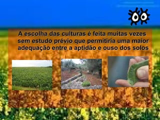 A escolha das culturas é feita muitas vezes sem estudo prévio que permitiria uma maior adequação entre a aptidão e ouso dos solos 