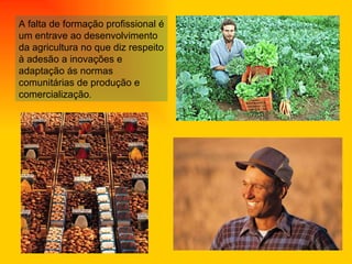 A falta de formação profissional é um entrave ao desenvolvimento da agricultura no que diz respeito à adesão a inovações e adaptação ás normas comunitárias de produção e comercialização . 