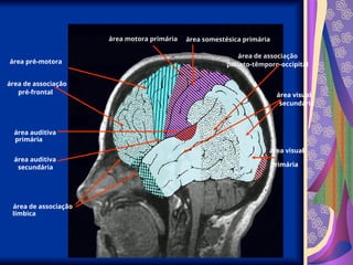 área pré-motora
área motora primária área somestésica primária
área de associação
pré-frontal
área visual
primária
área de associação
parieto-têmporo-occipital
área visual
secundária
área de associação
límbica
área auditiva
primária
área auditiva
secundária
 