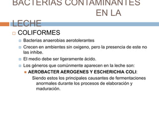 BACTERIAS CONTAMINANTES
               EN LA
LECHE
   COLIFORMES
       Bacterias anaerobias aerotolerantes
       Crecen en ambientes sin oxigeno, pero la presencia de este no
        las inhibe.
       El medio debe ser ligeramente ácido.
       Los géneros que comúnmente aparecen en la leche son:
          AEROBACTER AEROGENES Y ESCHERICHIA COLI:
             Siendo estos los principales causantes de fermentaciones
               anormales durante los procesos de elaboración y
               maduración.
 