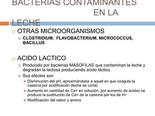 BACTERIAS CONTAMINANTES
               EN LA
LECHE
   OTRAS MICROORGANISMOS
       CLOSTRIDIUM, FLAVOBACTERIUM, MICROCOCCUS,
        BACILLUS


   ACIDO LACTICO
       Producido por bacterias MASOFILAS que contaminan la leche y
        degradan la lactosa produciendo acido láctico
       Sus efectos son
           Disminución del pH, aproximándose a aquel en que coagula la
            caseína por acidificación (leche se corta)
           Aumento en cantidad de Ca+ en solución, por aumento de acidez se
            produce la sustitución de Ca+ de la caseína por los de H+
           Modificación del sabor y aroma
 