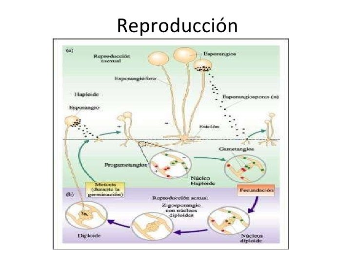 Características de hongos Características de hongos