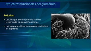 Características de la membrana glomerular.fisiología.
