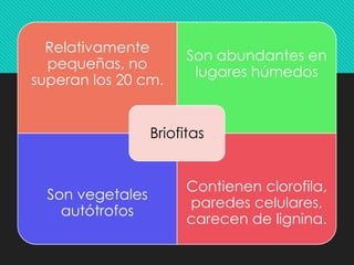Relativamente
pequeñas, no
superan los 20 cm.
Son abundantes en
lugares húmedos
Son vegetales
autótrofos
Contienen clorofila,
paredes celulares,
carecen de lignina.
Briofitas