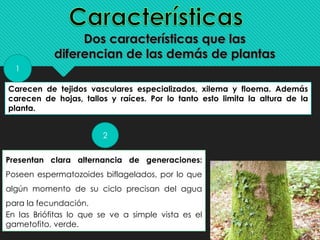 Carecen de tejidos vasculares especializados, xilema y floema. Además
carecen de hojas, tallos y raíces. Por lo tanto esto limita la altura de la
planta.
1
2
Presentan clara alternancia de generaciones:
Poseen espermatozoides biflagelados, por lo que
algún momento de su ciclo precisan del agua
para la fecundación.
En las Briófitas lo que se ve a simple vista es el
gametofito, verde.