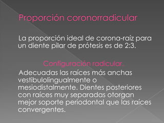 La proporción ideal de corona-raíz para
un diente pilar de prótesis es de 2:3.

        Configuración radicular.
Adecuadas las raíces más anchas
vestibulolingualmente o
mesiodistalmente. Dientes posteriores
con raíces muy separadas otorgan
mejor soporte periodontal que las raíces
convergentes.
 