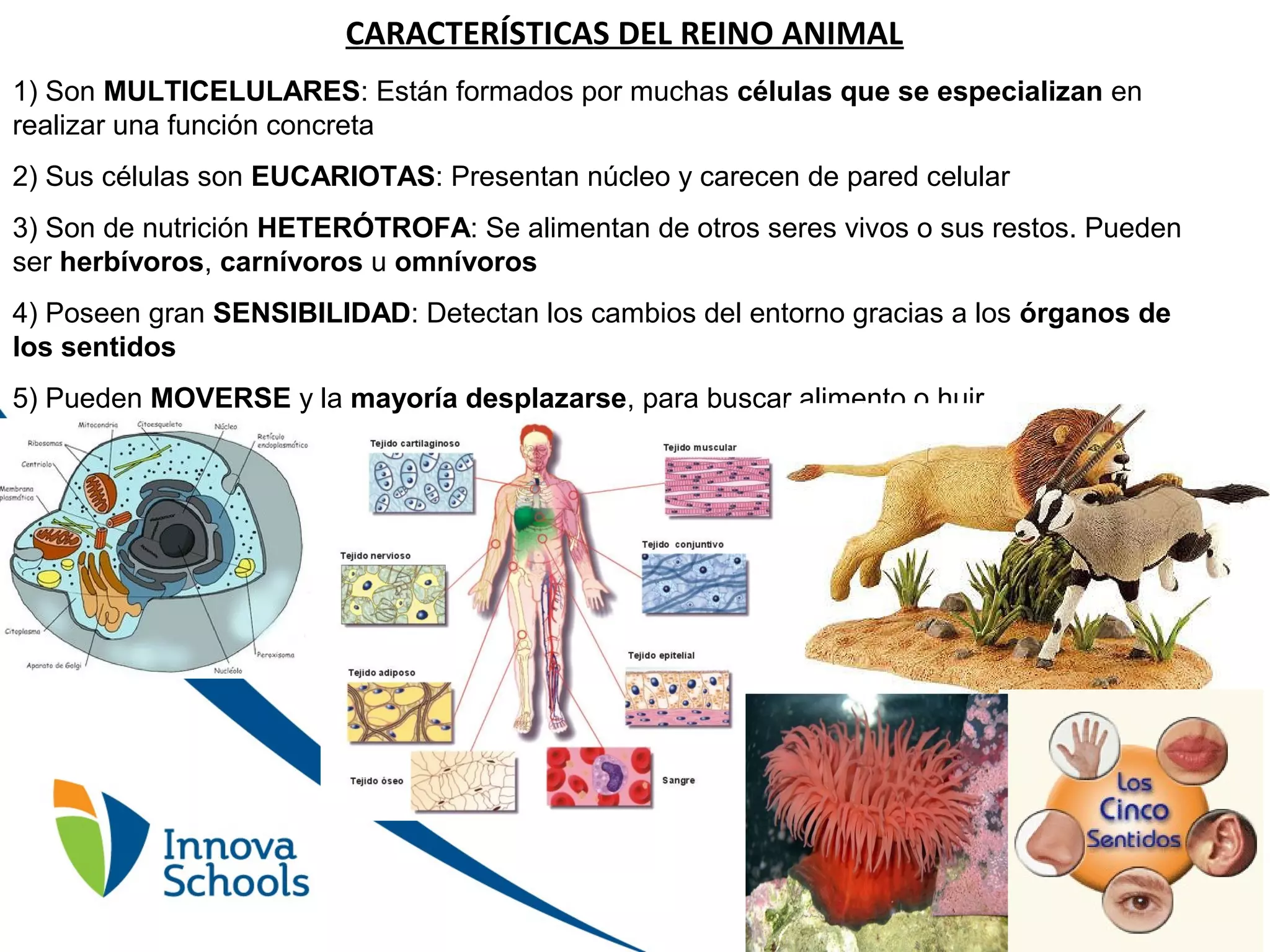 REINO ANIMALIA | PPT