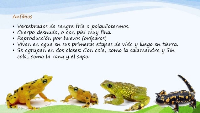 Características de los animales vertebrados
