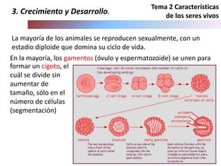 Tema 2 Características
de los seres vivos
3. Crecimiento y Desarrollo.
En la mayoría, los gamentos (óvulo y espermatozoide) se unen para
La mayoría de los animales se reproducen sexualmente, con un
estadio diploide que domina su ciclo de vida.
formar un cigoto, el
cuál se divide sin
aumentar de
tamaño, sólo en el
número de células
(segmentación)
 