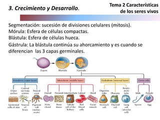Tema 2 Características
de los seres vivos
3. Crecimiento y Desarrollo.
Mórula: Esfera de células compactas.
Segmentación: sucesión de divisiones celulares (mitosis).
Blástula: Esfera de células hueca.
Gástrula: La blástula continúa su ahorcamiento y es cuando se
diferencian las 3 capas germinales.
 
