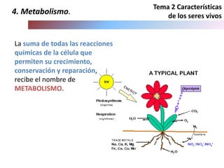 Tema 2 Características
de los seres vivos
La suma de todas las reacciones
químicas de la célula que
permiten su crecimiento,
conservación y reparación,
recibe el nombre de
METABOLISMO.
4. Metabolismo.
 