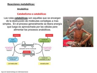 Reacciones metabólicas:
Anabólico
Catabolismo o catabólicas
Las rutas catabólicas son aquellas que se encargan
de la destrucción de moléculas complejas a mas
simples. En el proceso generalmente se libera energía
que luego es aprovechada por las células para
alimentar los procesos anabólicos.
 