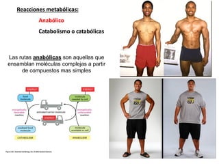 Reacciones metabólicas:
Anabólico
Catabolismo o catabólicas
Las rutas anabólicas son aquellas que
ensamblan moléculas complejas a partir
de compuestos mas simples
 