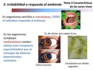 Tema 2 Características
de los seres vivos
En los organismos
complejos
multicelulares existen
células (con receptores
especializados) que se
encargan de detectar
determinados
estímulos.
Ej. de células que captan la luz
retina humana
cloroplastos en células
vegetales
En organismos sencillos o unicelulares, TODO
el individuo responde al estímulo
5. Irritabilidad o respuesta al ambiente
 