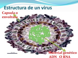 Características de los virus