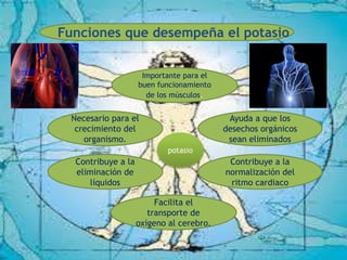 Funciones que desempeña el potasio
Facilita el
transporte de
oxígeno al cerebro.
Contribuye a la
normalización del
ritmo cardiaco
Necesario para el
crecimiento del
organismo.
Ayuda a que los
desechos orgánicos
sean eliminados
Contribuye a la
eliminación de
líquidos
potasio
Importante para el
buen funcionamiento
de los músculos.
 