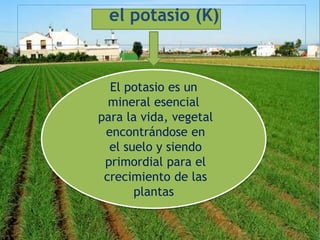 el potasio (K)
.
El potasio es un
mineral esencial
para la vida, vegetal
encontrándose en
el suelo y siendo
primordial para el
crecimiento de las
plantas
 