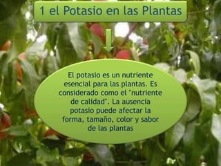 1 el Potasio en las Plantas
El potasio es un nutriente
esencial para las plantas. Es
considerado como el "nutriente
de calidad". La ausencia
potasio puede afectar la
forma, tamaño, color y sabor
de las plantas
 