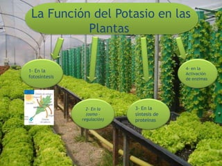 La Función del Potasio en las
Plantas
4- en la
Activación
de enzimas
3- En la
síntesis de
proteínas
2- En la
(osmo –
regulación)
1- En la
fotosíntesis
 