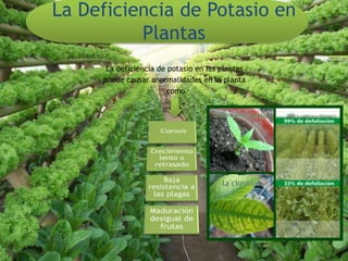 La Deficiencia de Potasio en
Plantas
La deficiencia de potasio en las plantas
puede causar anormalidades en la planta
como
 