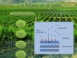 2 el Potasio en el Suelo
El potasio en el suelo se clasifica
generalmente en cuatro formas:
Potasio
mineral
Potasio
fijado
Potasio
intercam
biable
Potasio en
la solución
del suelo
 