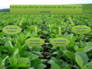 Factores que Afectan la Absorción de Potasio por las
plantas
La
temperatura
del suelo
La labranza
del suelo
Humedad
del suelo
El nivel de
oxígeno
 