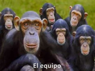 El equipo