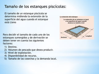 Tamaño de los estanques piscícolas:
El tamaño de un estanque piscícola se
determina midiendo la extensión de la
superficie del agua cuando el estanque
está Lleno
Para decidir el tamaño de cada uno de los
estanques sumergidos y de derivación se
deben tener en cuenta los siguientes
factores:
1) Destino.
2) Volumen de pescado que desea producir.
3) Nivel de explotación.
4) Disponibilidad de recurso.
5) Tamaño de las cosechas y la demanda local.
 