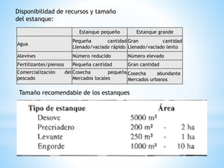 Estanque pequeño Estanque grande
Agua
Pequeña cantidad
Llenado/vaciado rápido
Gran cantidad
Llenado/vaciado lento
Alevines Número reducido Número elevado
Fertilizantes/piensos Pequeña cantidad Gran cantidad
Comercialización del
pescado
Cosecha pequeña
Mercados locales
Cosecha abundante
Mercados urbanos
Disponibilidad de recursos y tamaño
del estanque:
Tamaño recomendable de los estanques
 