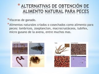*
*Vísceras de ganado.
*Alimentos naturales criados o cosechados como alimento para
peces: lombrices, zooplancton, macrocrustáceos, tubifex,
micro gusano de la avena, entre muchos mas.
 