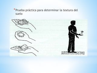*Prueba práctica para determinar la textura del
suelo
 