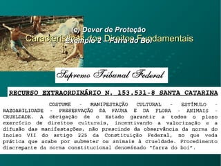 Características dos Direitos FundamentaisCaracterísticas dos Direitos Fundamentais
(e) Dever de Proteção(e) Dever de Proteção
Exemplo 2 – Farra do BoiExemplo 2 – Farra do Boi
 