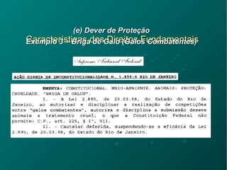 Características dos Direitos FundamentaisCaracterísticas dos Direitos Fundamentais
(e) Dever de Proteção(e) Dever de Proteção
Exemplo 3 – Briga de Galo (Galos Combatentes)Exemplo 3 – Briga de Galo (Galos Combatentes)
 