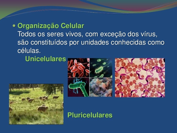 Os Vírus Distinguem Se De Todos Os Seres Vivos Porque