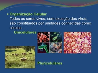  Organização Celular
  Todos os seres vivos, com exceção dos vírus,
  são constituídos por unidades conhecidas como
 células.
   Unicelulares




                  Pluricelulares
 