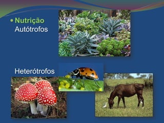  Nutrição
 Autótrofos




 Heterótrofos
 