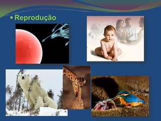  Reprodução
 