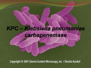 KPC – Klebsiella pneumoniae
      carbapenemase
 