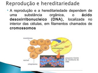 

A reprodução e a hereditariedade dependem de
uma
substância
orgânica,
o
ácido
desoxirribonucleico (DNA), localizada no
interior das células, em filamentos chamados de
cromossomos

 